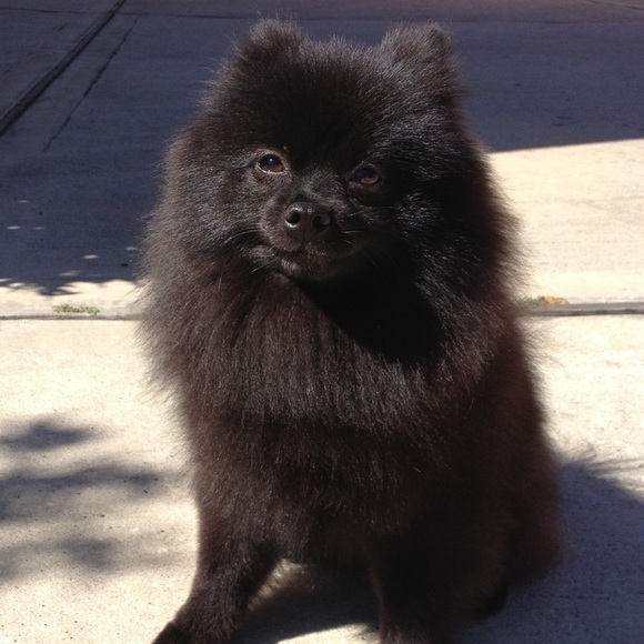 Meet your Posher, theQueenAnt - Picture 2 of 7